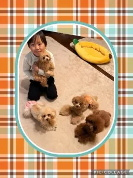 みるく 様のお迎えした子犬