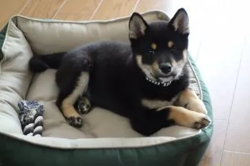 みたけ父さん 様のお迎えした子犬