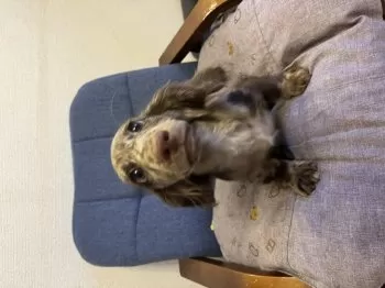 Y.T 様のお迎えした子犬