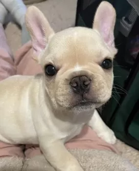 Yakko 様のお迎えした子犬