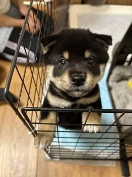 Y.T 様のお迎えした子犬