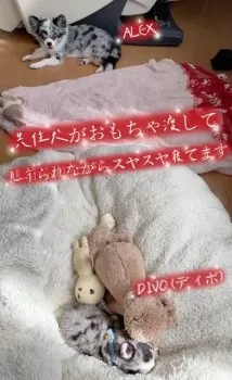 Y.N 様のお迎えした子犬