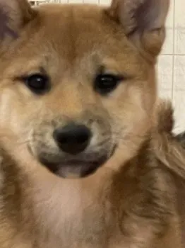 D.K 様のお迎えした子犬