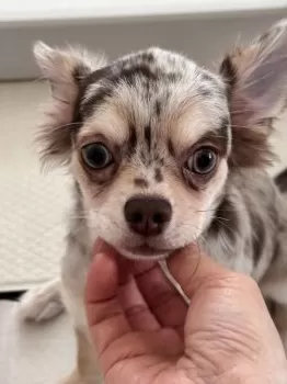 mei 様のお迎えした子犬