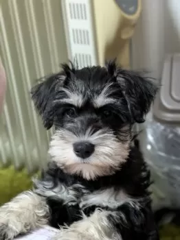 のあママ 様のお迎えした子犬