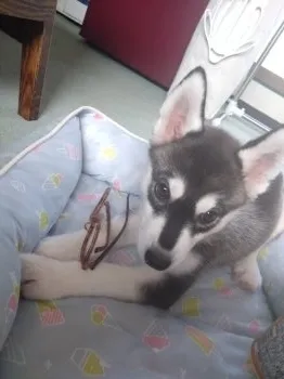 あんな 様のお迎えした子犬