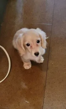 るち 様のお迎えした子犬