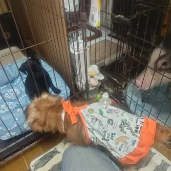choropao 様のお迎えした子犬