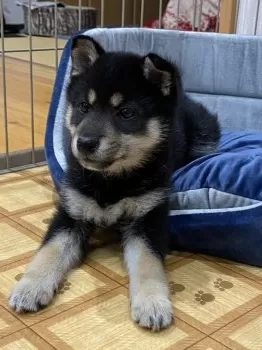 しかお 様のお迎えした子犬