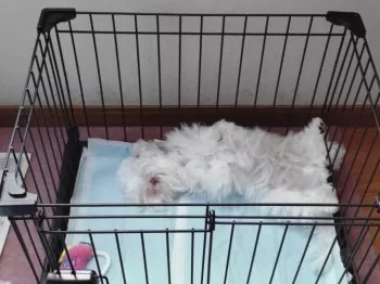 C.H 様のお迎えした子犬