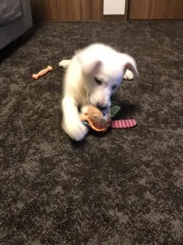 Ｈ 様のお迎えした子犬