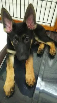 KURO 様のお迎えした子犬