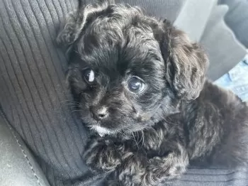 ミナト 様のお迎えした子犬