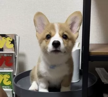 Y.Ｉ 様のお迎えした子犬