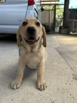 坊 様のお迎えした子犬