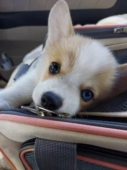 MIKI 様のお迎えした子犬