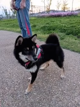 N.N 様のお迎えした子犬