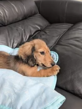 しほ 様のお迎えした子犬