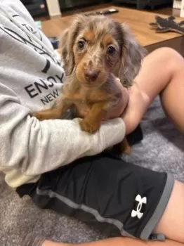 A.K 様のお迎えした子犬