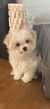C.H 様のお迎えした子犬
