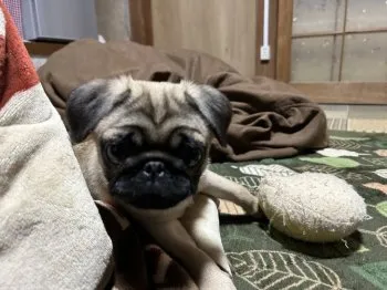 ハナ 様のお迎えした子犬