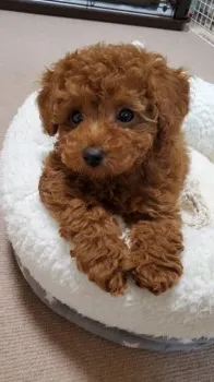 カナン 様のお迎えした子犬