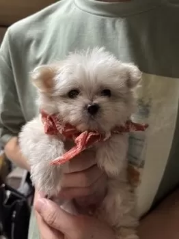 ラムネ 様のお迎えした子犬