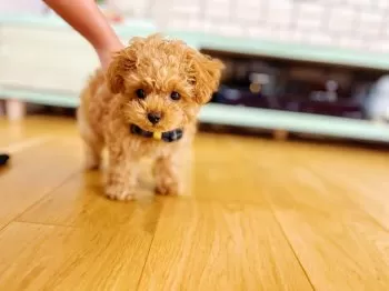 nami 様のお迎えした子犬