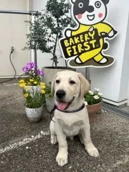 オリオンかおり 様のお迎えした子犬