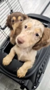 ココちゃん 様のお迎えした子犬