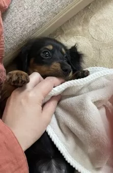 N.Y 様のお迎えした子犬