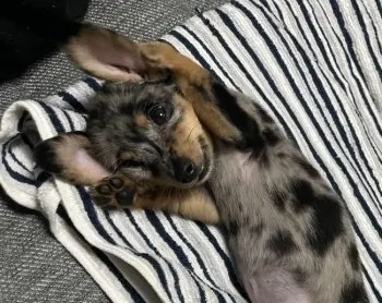N.S 様のお迎えした子犬