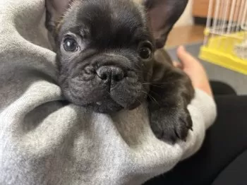 あき 様のお迎えした子犬