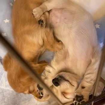 miyu 様のお迎えした子犬