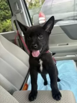 Ｉ.H 様のお迎えした子犬