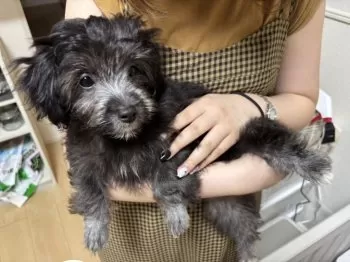 M.Ｉ 様のお迎えした子犬