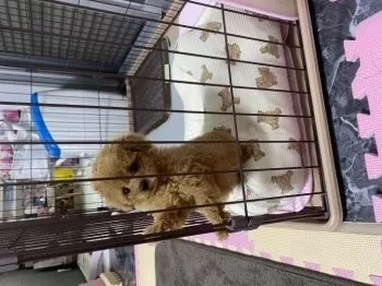 K.K 様のお迎えした子犬