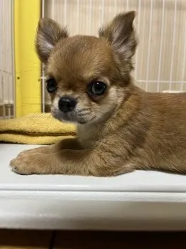 fufu 様のお迎えした子犬