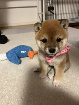 いにー 様のお迎えした子犬