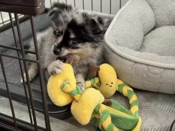 R.T 様のお迎えした子犬