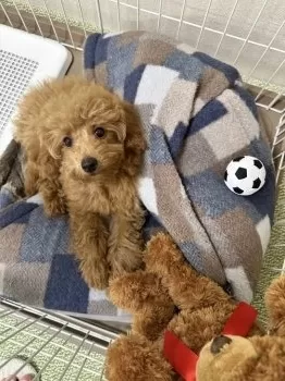 Y.W 様のお迎えした子犬