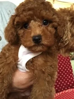 ニーナ 様のお迎えした子犬