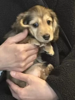 T.K 様のお迎えした子犬