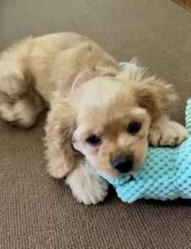 T.M 様のお迎えした子犬