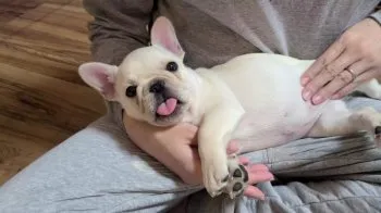 K.H 様のお迎えした子犬
