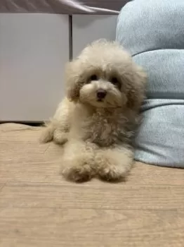 あゆたんじ 様のお迎えした子犬