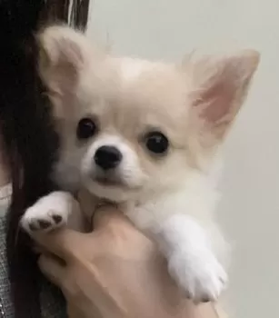 H.K 様のお迎えした子犬