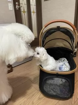 M.I 様のお迎えした子犬