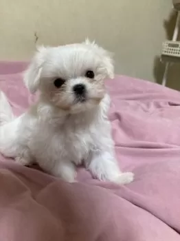 つぼみ 様のお迎えした子犬