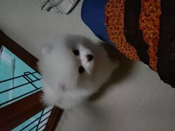 トモ 様のお迎えした子犬